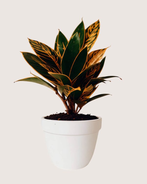shop53-nature-1-1 Product Image